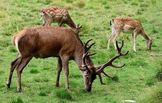 Neyveli Deer Park